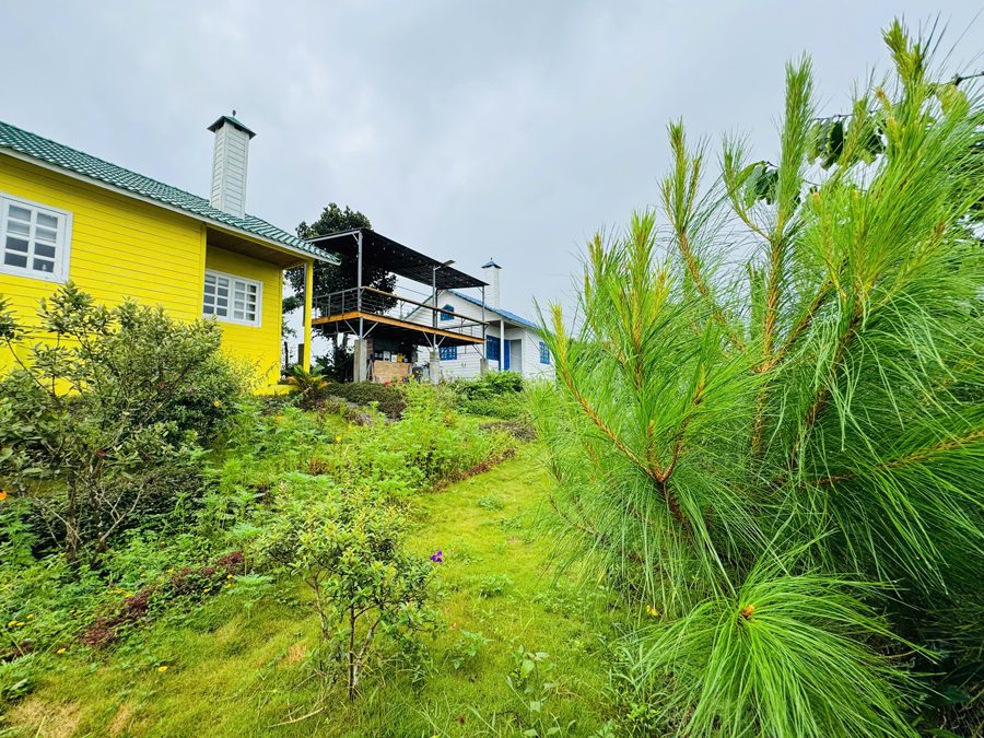 Vườn cỏ và cây thông non trước nhà farmstay