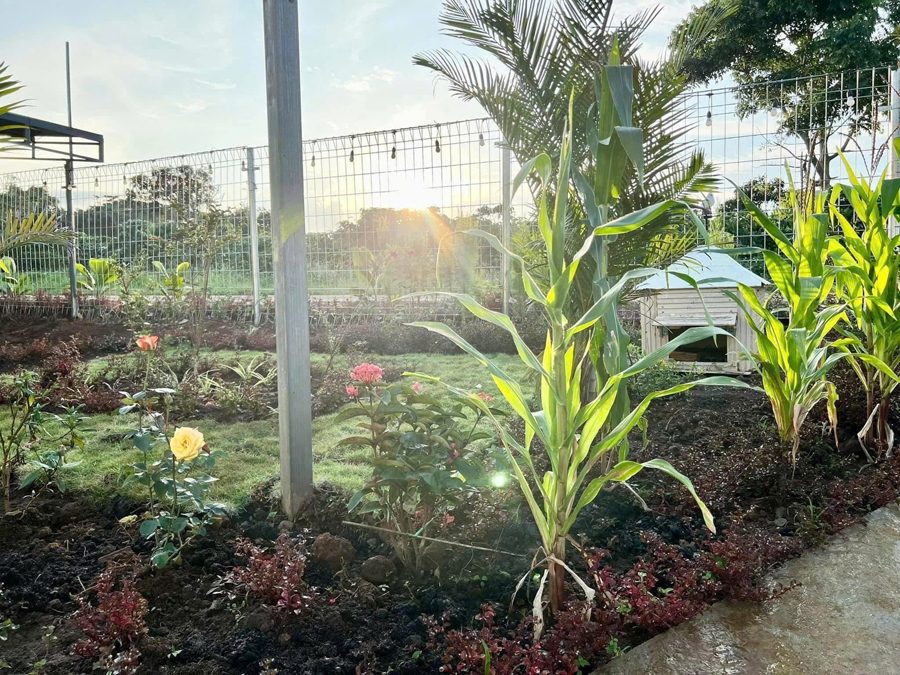 Luống hoa, bắp và cây ăn trái trong vườn farmstay